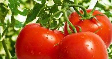 Tomato seeds: the best and most productive varieties for open ground