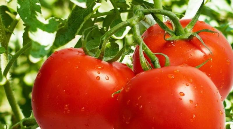 Semená paradajok: najlepšie a najproduktívnejšie odrody na otvorenom priestranstve