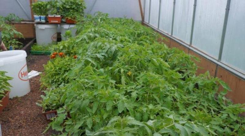 Ako kŕmiť sadenice paradajok, aby boli bacuľaté