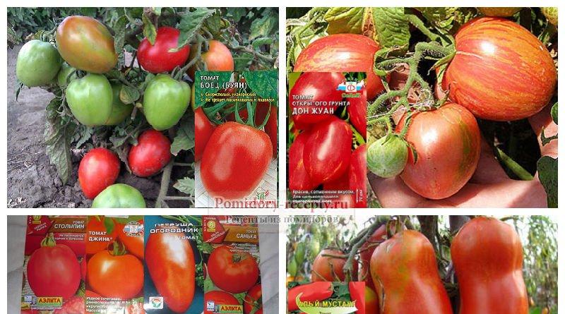 Semená paradajok na otvorenom priestranstve: ako si vybrať