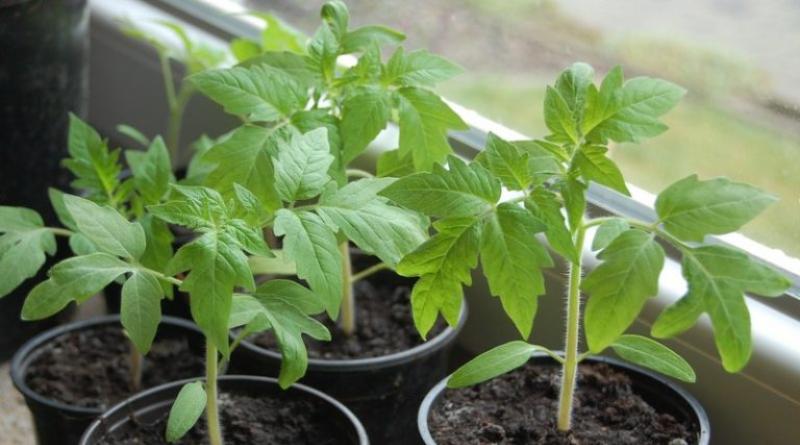 Технология за хранене на доматен разсад у дома