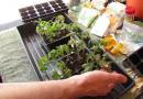 How to feed tomato seedlings at home?