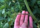 Stepping tomatoes in a greenhouse: scheme, bush formation, time, features, photos