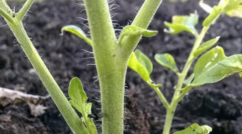 Ako správne pestovať paradajky v skleníku + schéma výsadby odrôd
