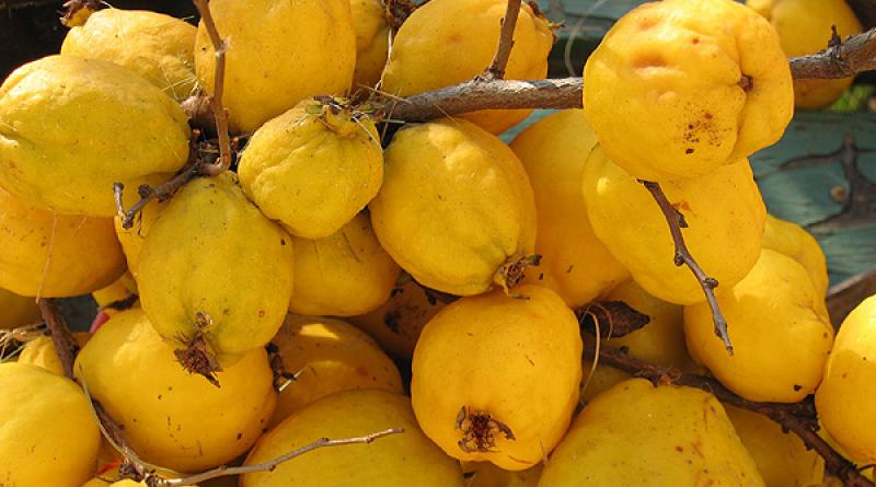 Japanese quince: pangangalaga sa taglagas at pagproseso ng ani